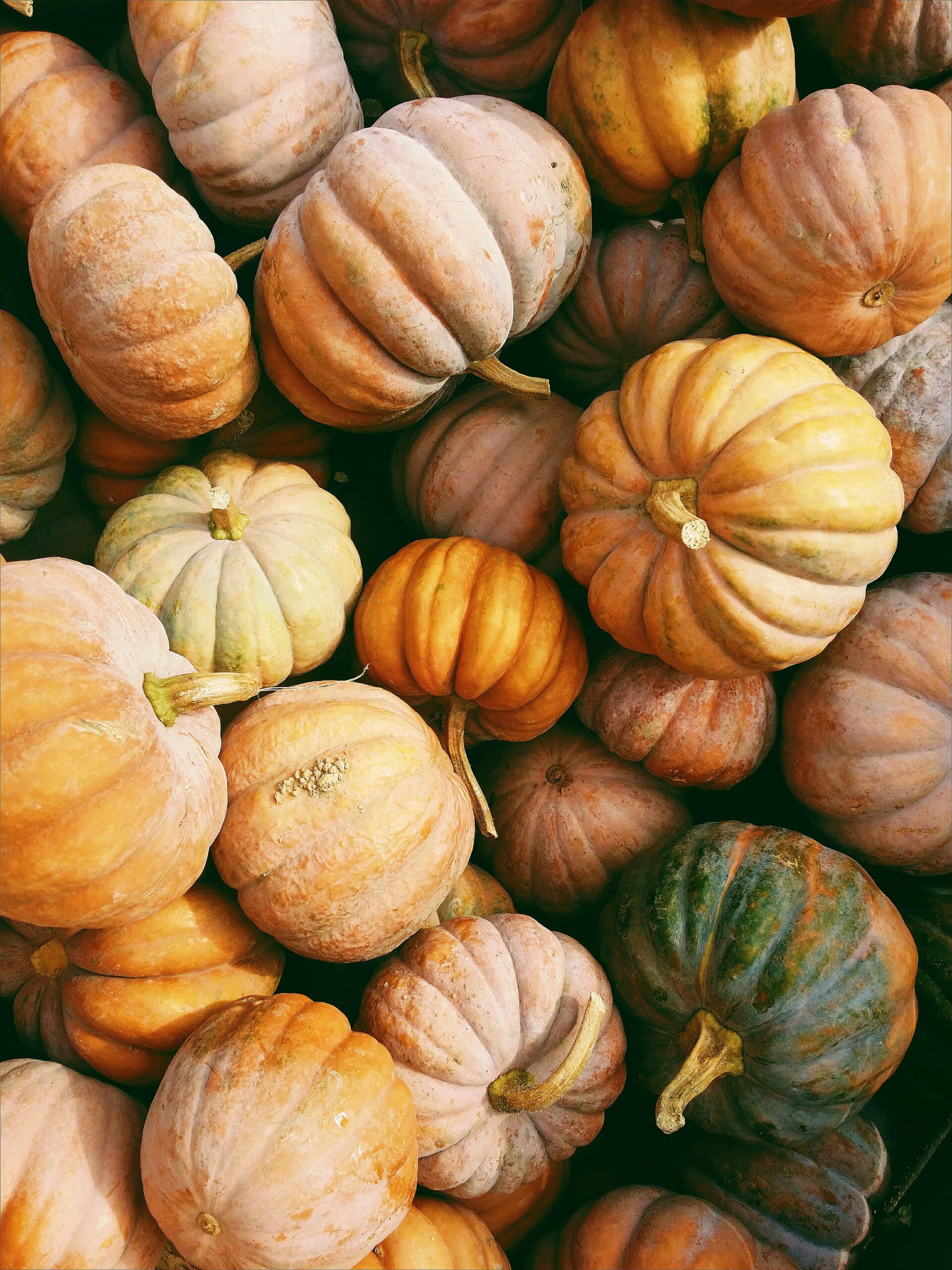 Herbstbild mit Zierkuerbissen